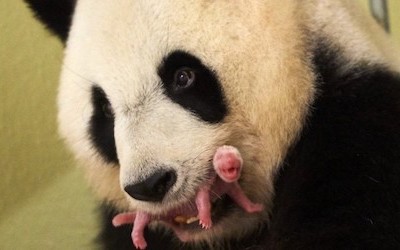 Panda qui mange son petit