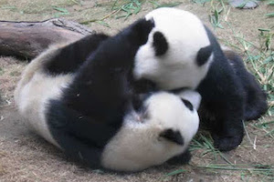 Deux pandas qui se battent