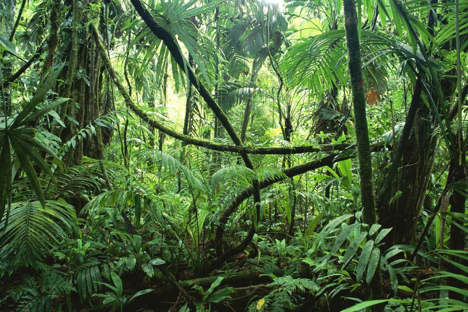 Jungle luxuriante
