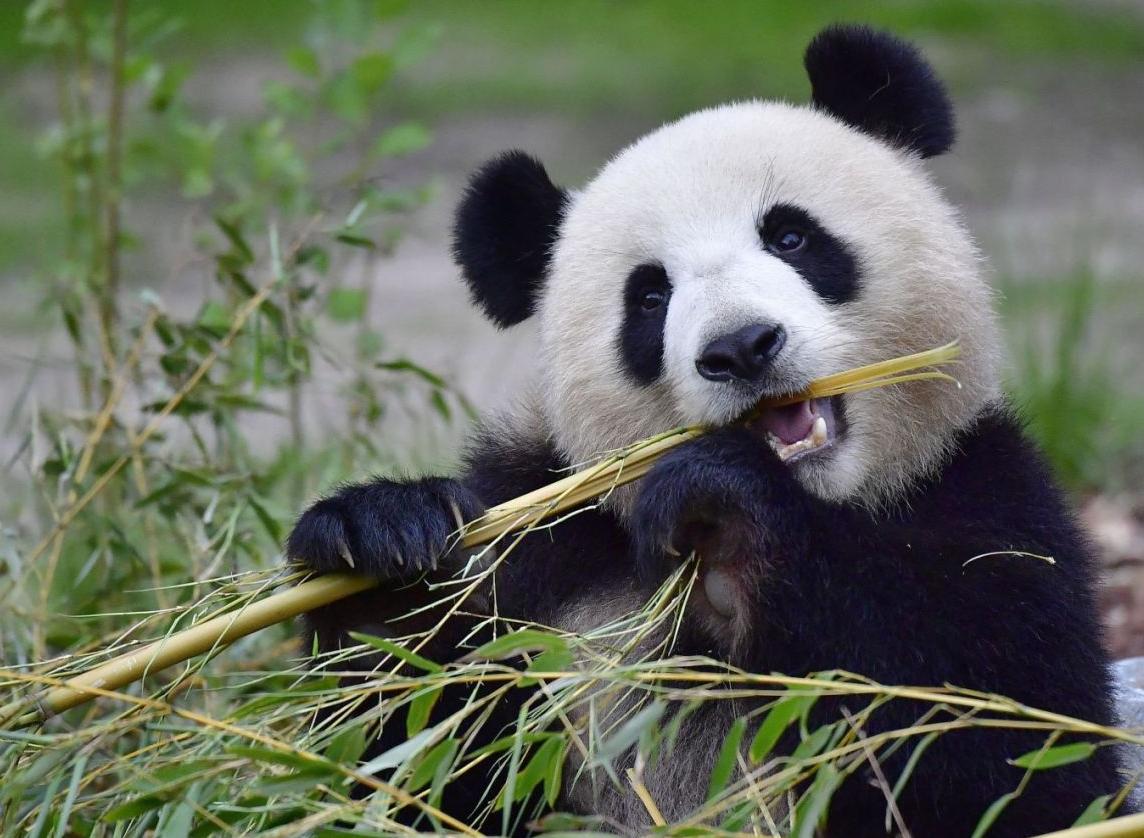 Panda en train de manger la racine d'un roseau